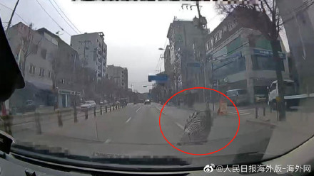 韩国斑马逃出动物园车流中狂飙：无视斑马线 数十人围观