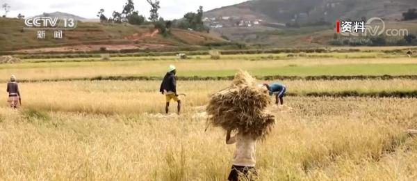 中国杂交水稻香飘马达加斯加 为全球粮食安全贡献中国力量
