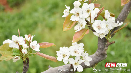 湖南衡阳：茶山坳千亩梨花迎来最佳观赏期