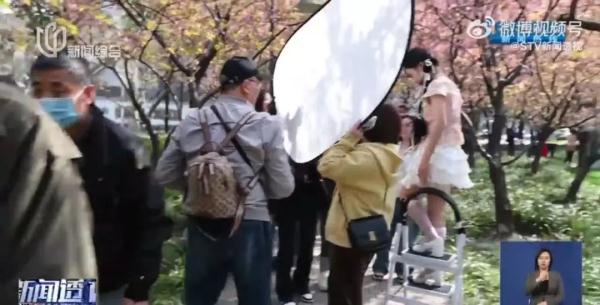 狂摇百年樱花树,网红团队手写道歉信! 狂摇百年樱花树,网红团队手写道歉信!