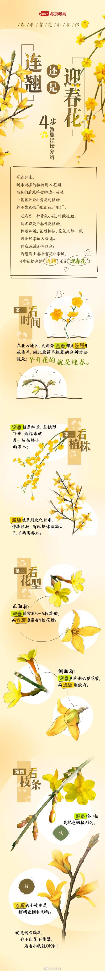 春日暖黄姊妹花 4步教您如何区分迎春和连翘! 春日暖黄姊妹花 4步教您如何区分迎春和连翘!