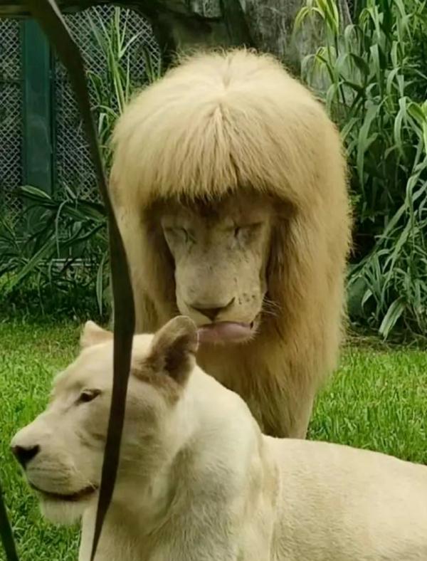 围观!广州动物园里“戏精”多 围观!广州动物园里“戏精”多