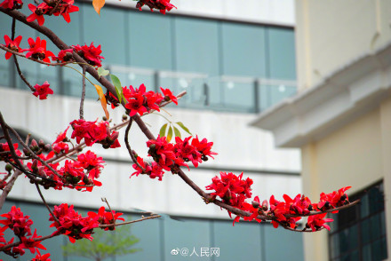 粤看粤美!木棉花开满城红 粤看粤美!木棉花开满城红
