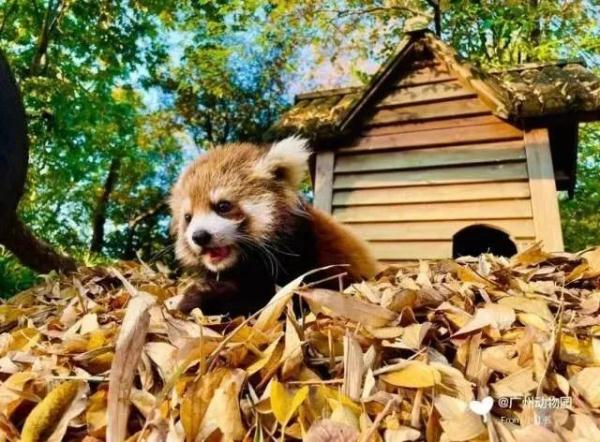 围观!广州动物园里“戏精”多 围观!广州动物园里“戏精”多