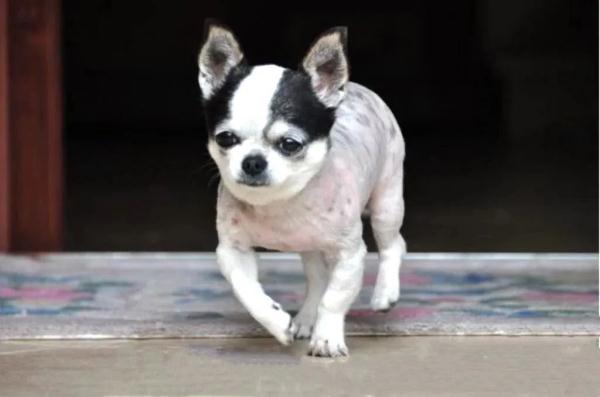 锦旗还能这样?警察叔叔们收到的这些锦旗真是又暖又“皮” 锦旗还能这样?警察叔叔们收到的这些锦旗真是又暖又“皮”