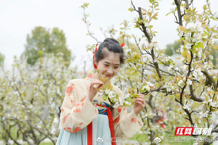 湖南衡阳：茶山坳千亩梨花迎来最佳观赏期