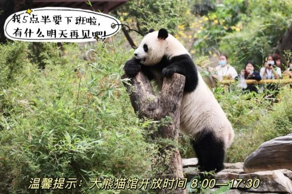 围观!广州动物园里“戏精”多 围观!广州动物园里“戏精”多