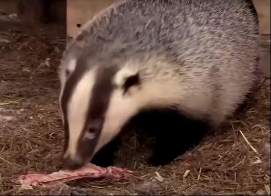 狗獾挖洞致荷兰铁路一度瘫痪 画面曝光:工人用肉引獾出洞 狗獾挖洞致荷兰铁路一度瘫痪 画面曝光:工人用肉引獾出洞