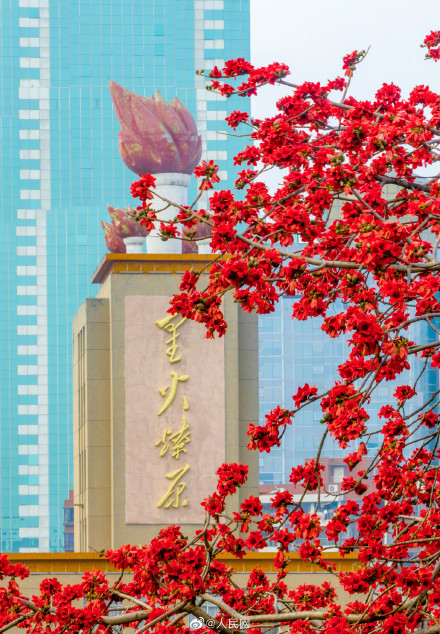 粤看粤美!木棉花开满城红 粤看粤美!木棉花开满城红