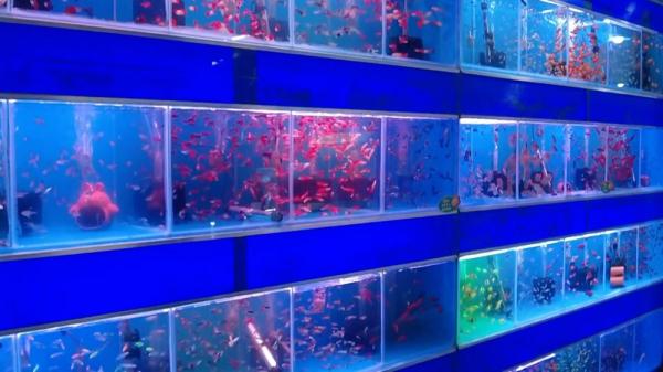 无序“放生”成“放害” 水域外来物种入侵需警惕