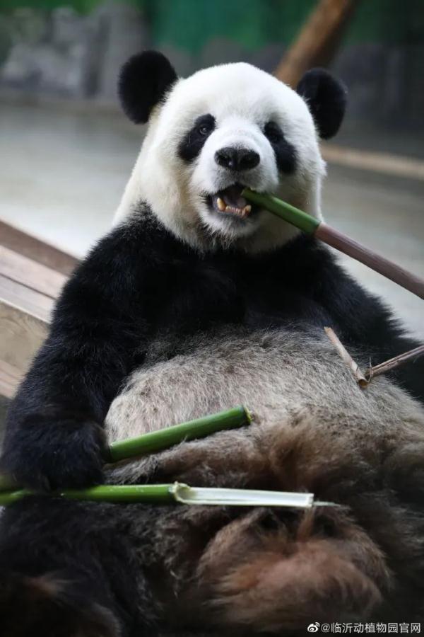 网传山东大熊猫“银柯”消瘦乞食？！官方回应来了