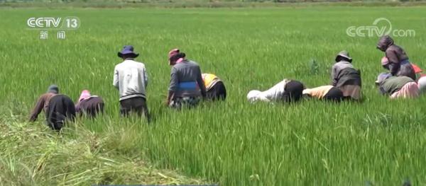 中国杂交水稻香飘马达加斯加 为全球粮食安全贡献中国力量