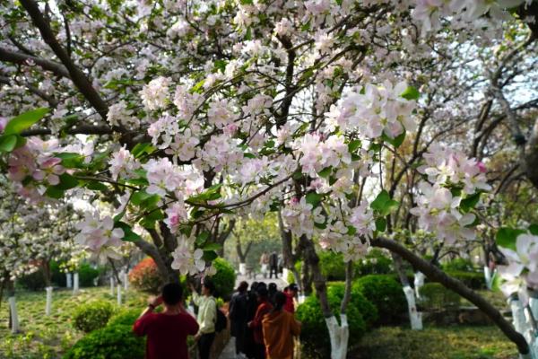 沈阳最全赏花地图来啦！约起来~