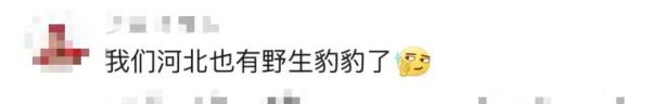 华北豹频现驼梁！网友：吃得挺胖