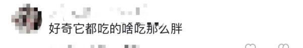 华北豹频现驼梁！网友：吃得挺胖