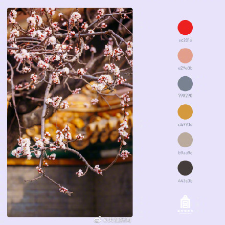 好美！春日故宫配色高级又浪漫