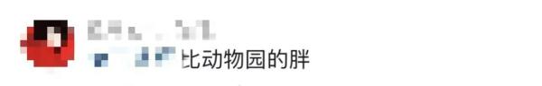 华北豹频现驼梁！网友：吃得挺胖