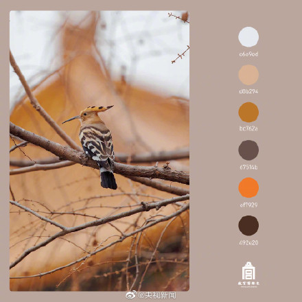 好美！春日故宫配色高级又浪漫