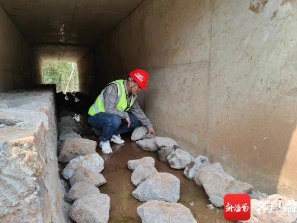 为了一群青蛙，他们多花30万元修了一条通道……