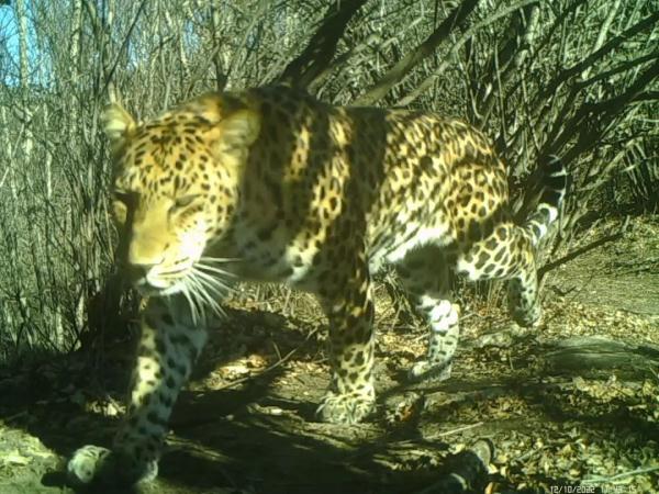 驼梁频现华北豹身影!网友:胖嘟嘟的 驼梁频现华北豹身影!网友:胖嘟嘟的