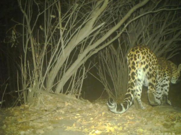 驼梁频现华北豹身影!网友:胖嘟嘟的 驼梁频现华北豹身影!网友:胖嘟嘟的