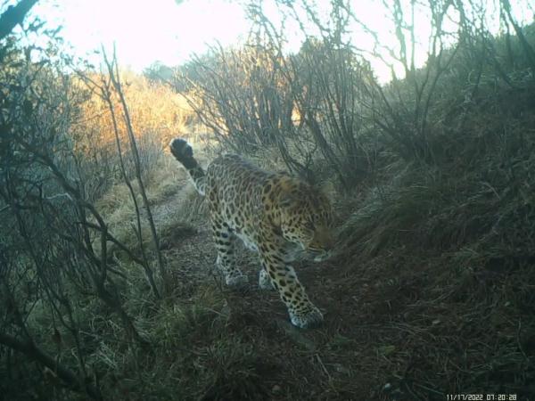驼梁频现华北豹身影!网友:胖嘟嘟的 驼梁频现华北豹身影!网友:胖嘟嘟的