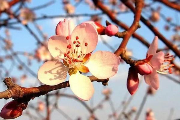 沈阳最全赏花地图来啦！约起来~