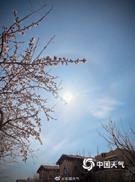 北京天空再现日晕，在桃花映衬下分外绚丽