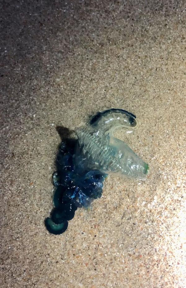 剧毒水母惊现深圳海滩！看到赶紧远离