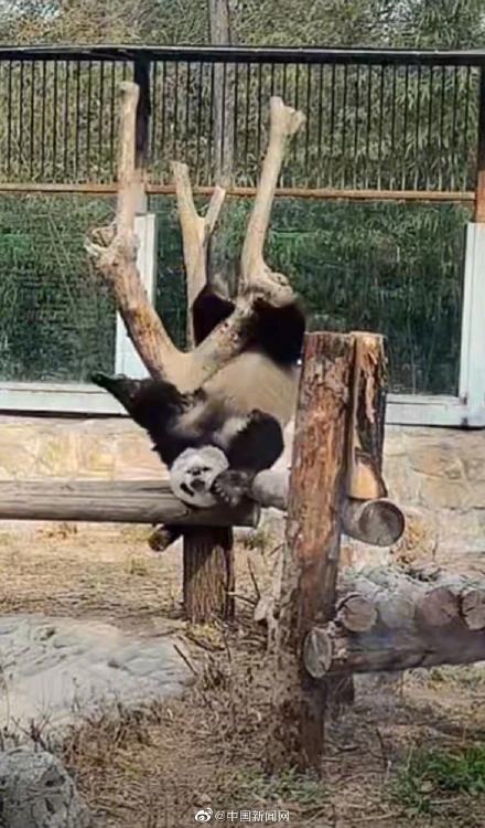 北动大熊猫萌兰外场限流
