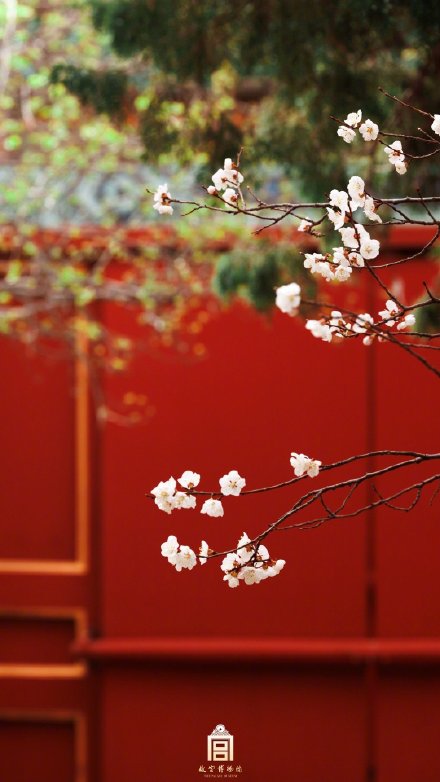 美如画！紫禁城里的杏花开了