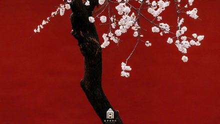 美如画！紫禁城里的杏花开了