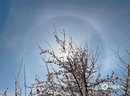 北京天空再现日晕，在桃花映衬下分外绚丽