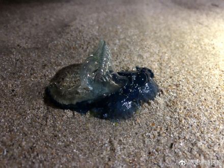 看到赶紧远离,海边这种迷之水母有剧毒 看到赶紧远离,海边这种迷之水母有剧毒