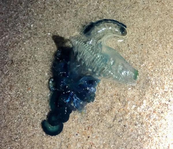 有剧毒!在海边看到它,别碰立刻跑 有剧毒!在海边看到它,别碰立刻跑