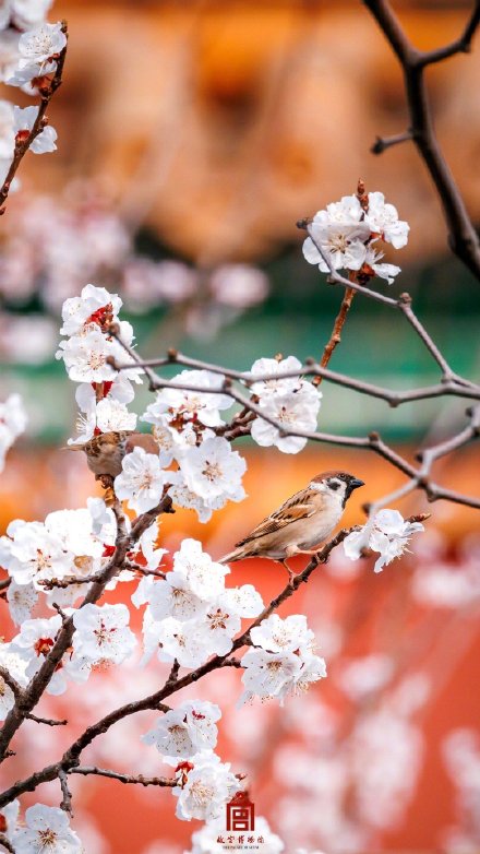 美如画！紫禁城里的杏花开了