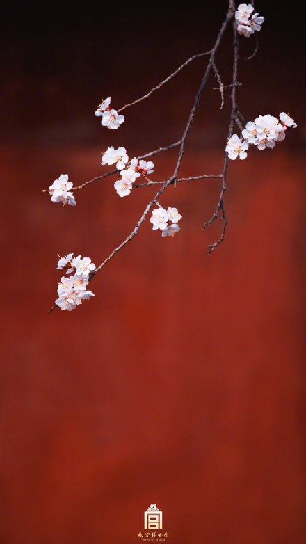 美如画！紫禁城里的杏花开了