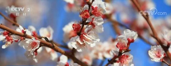 坐着火车看杏花 新疆托克逊9万亩杏花迎来盛花期