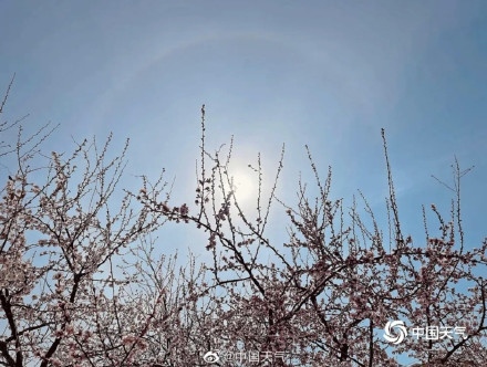 北京天空再现日晕，在桃花映衬下分外绚丽