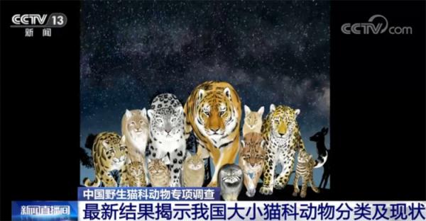 “全家福”来了！来看看你认识多少种“猫”