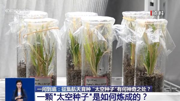 上天入地的太空种子原来是这样炼成的