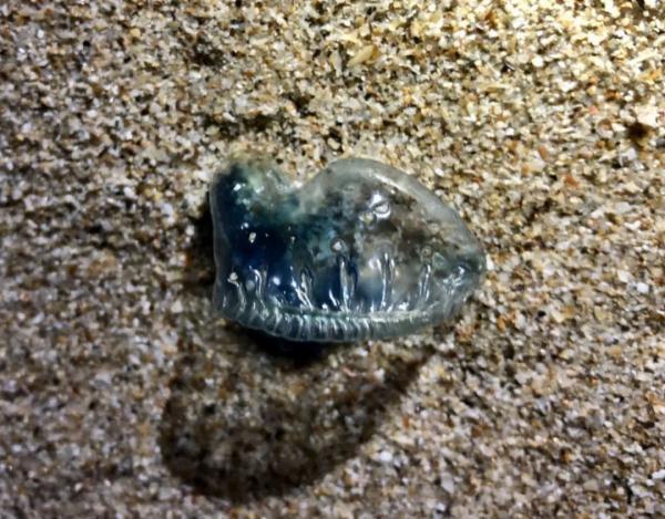 有剧毒!在海边看到它,别碰立刻跑 有剧毒!在海边看到它,别碰立刻跑