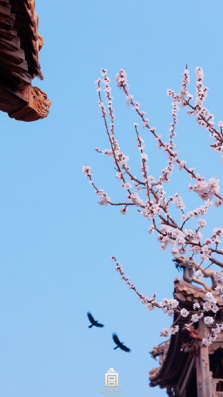 美如画！紫禁城里的杏花开了