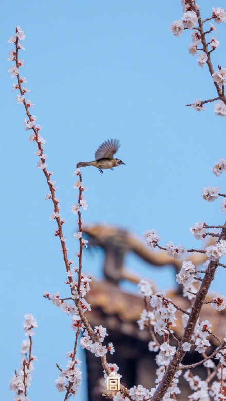 美如画！紫禁城里的杏花开了