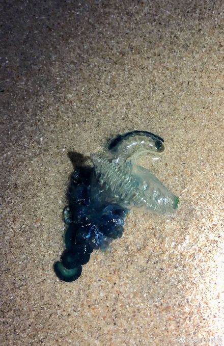 看到赶紧远离,海边这种迷之水母有剧毒 看到赶紧远离,海边这种迷之水母有剧毒