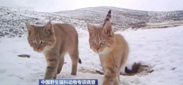 “全家福”来了！来看看你认识多少种“猫”