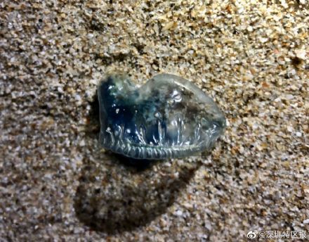 看到赶紧远离,海边这种迷之水母有剧毒 看到赶紧远离,海边这种迷之水母有剧毒