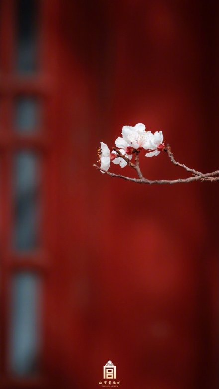 美如画！紫禁城里的杏花开了