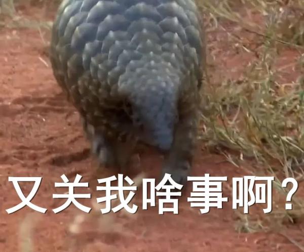 把狗熊养成了“穿山甲”,不洗澡吗?动物园回应了 把狗熊养成了“穿山甲”,不洗澡吗?动物园回应了