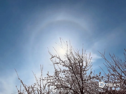 北京天空再现日晕，在桃花映衬下分外绚丽